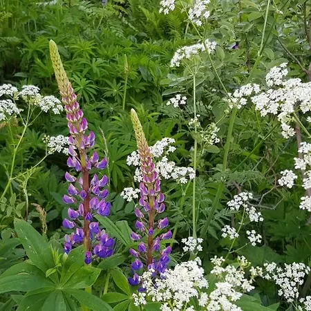 Pilan Lofoten Feriehus Vestpollen